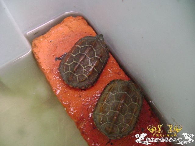 我的龟