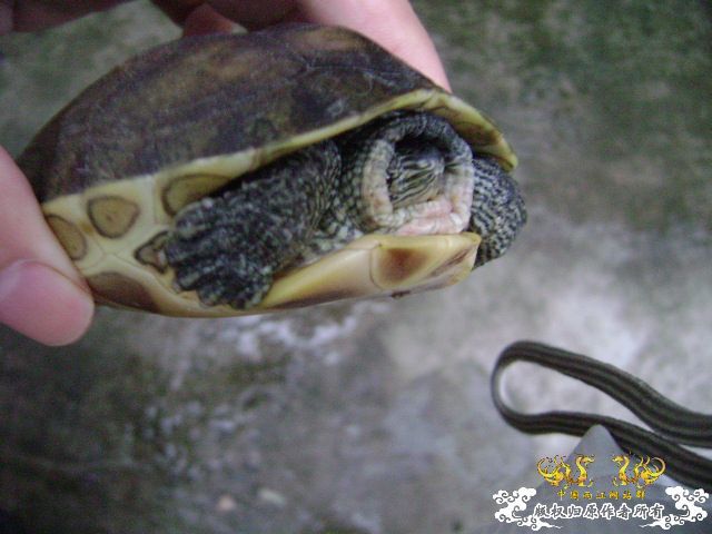 我的龟