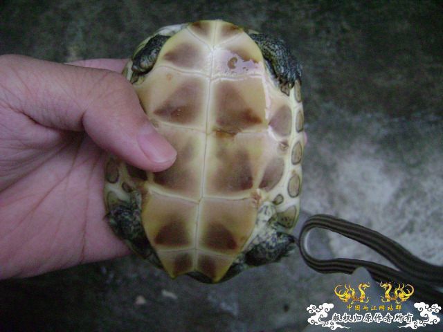 我的龟