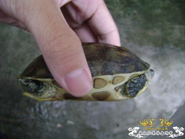 我的龟