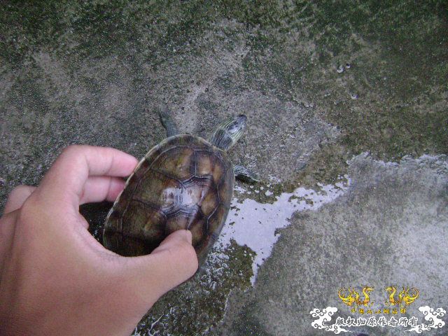 我的龟