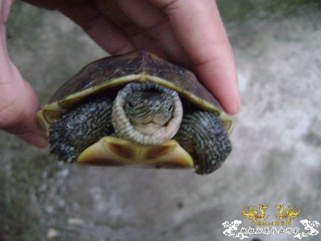 我的龟