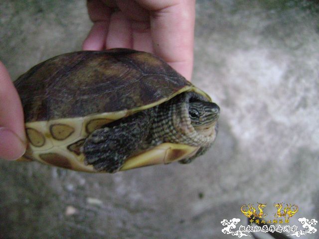 我的龟