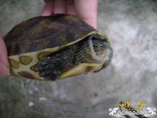 我的龟