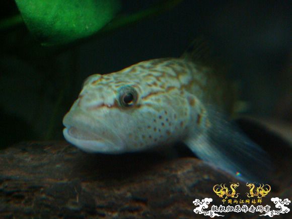 虾虎杂烩