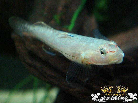 虾虎杂烩