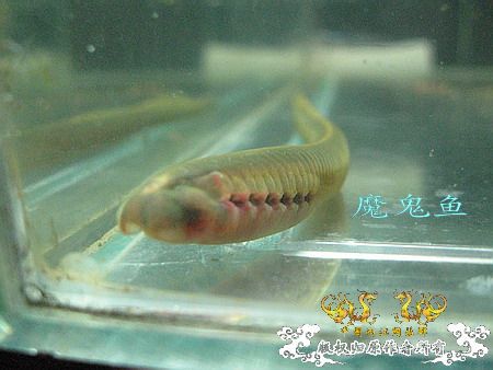 [原创]另类面孔