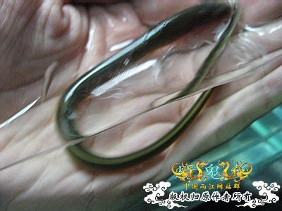 [原创]另类面孔