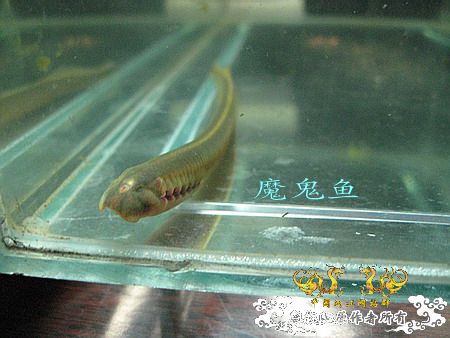 [原创]另类面孔