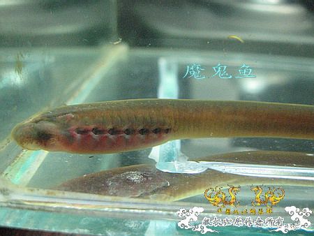 [原创]另类面孔