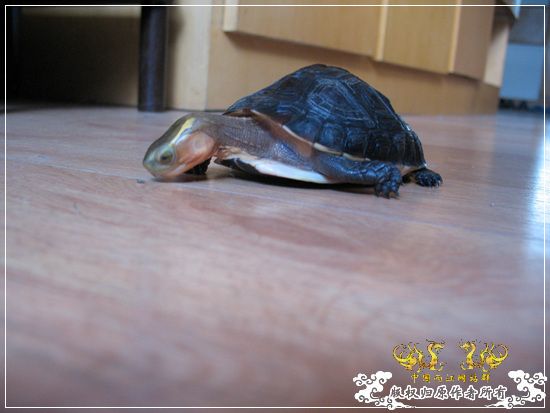 [原创]大隐养龟