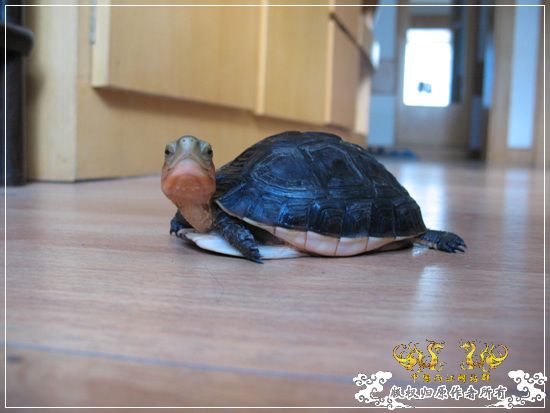 [原创]大隐养龟