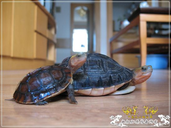 [原创]大隐养龟