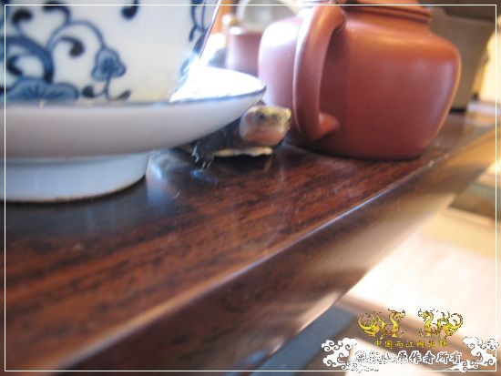 [原创]大隐养龟