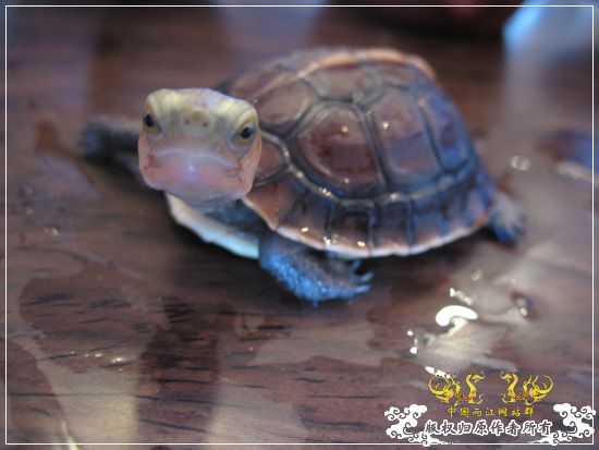 [原创]大隐养龟
