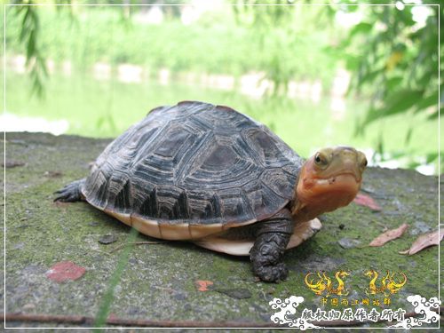 [原创]大隐养龟
