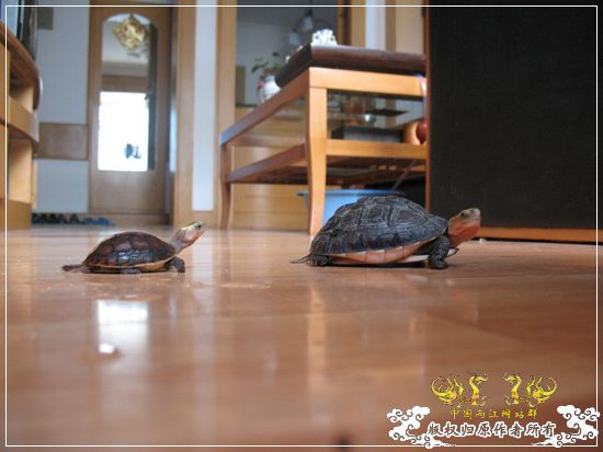[原创]大隐养龟