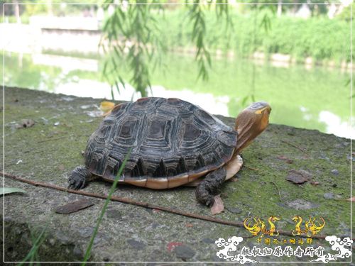 [原创]大隐养龟