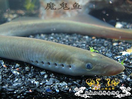 [原创]另类面孔