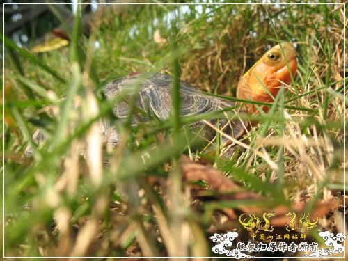 [原创]大隐养龟