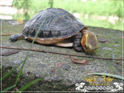 [原创]大隐养龟
