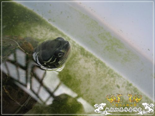 [原创]大隐养龟