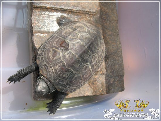 [原创]大隐养龟