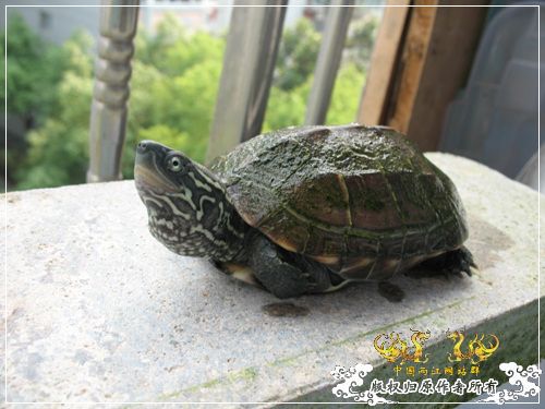 [原创]大隐养龟
