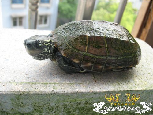 [原创]大隐养龟