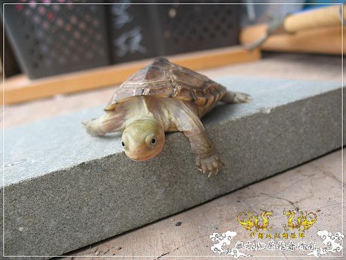 [原创]大隐养龟