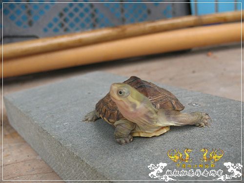 [原创]大隐养龟