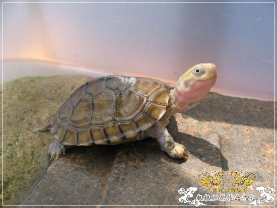[原创]大隐养龟