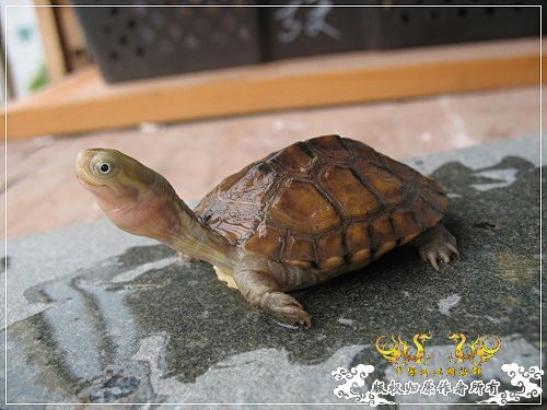 [原创]大隐养龟