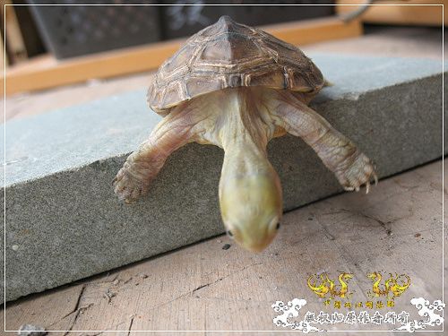 [原创]大隐养龟