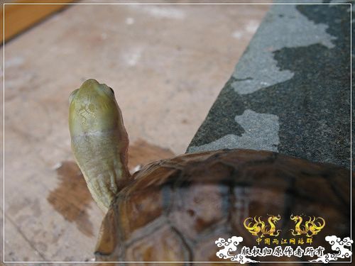 [原创]大隐养龟