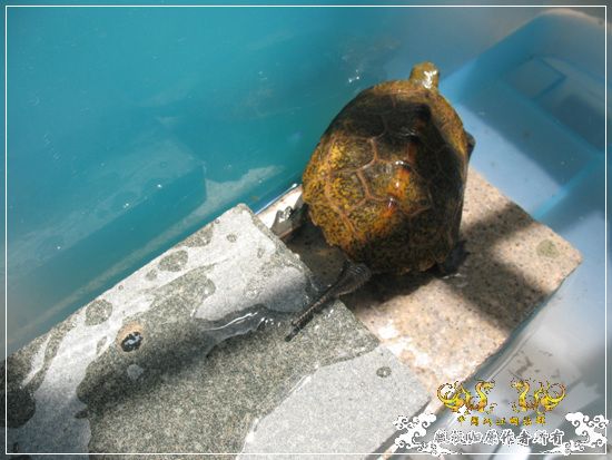 [原创]大隐养龟