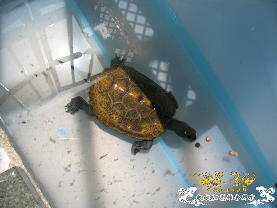 [原创]大隐养龟