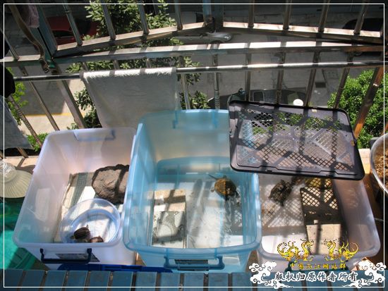 [原创]大隐养龟