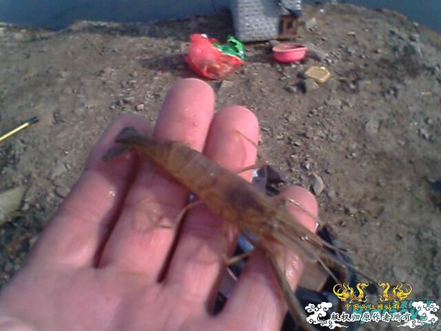 发些被钓上来的鱼！