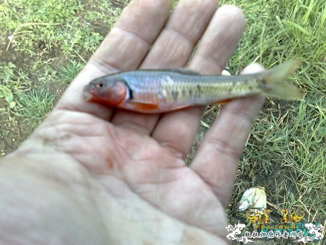 发些被钓上来的鱼！