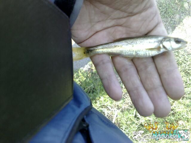 发些被钓上来的鱼！