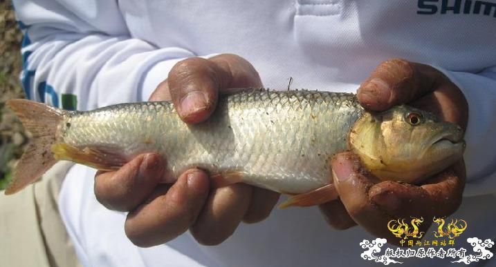 发些被钓上来的鱼！