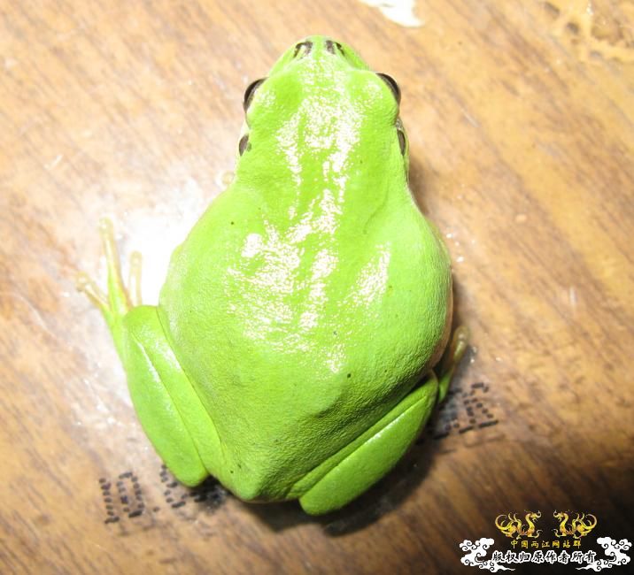 树蛙