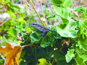 （转载）千奇百怪！動物也會改變飲食習慣