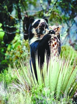 （转载）千奇百怪！動物也會改變飲食習慣