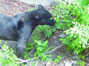（转载）千奇百怪！動物也會改變飲食習慣