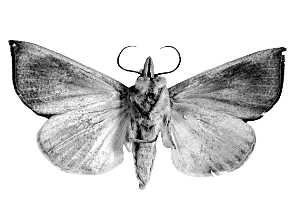 （转载）千奇百怪！動物也會改變飲食習慣