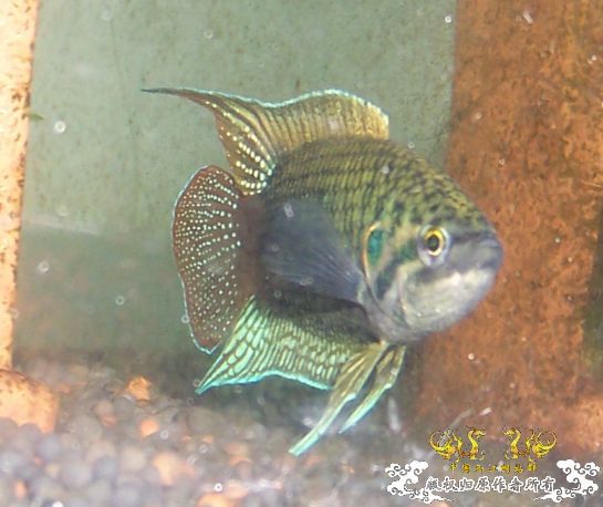 培养中的圆(6月27日增加新图2P)