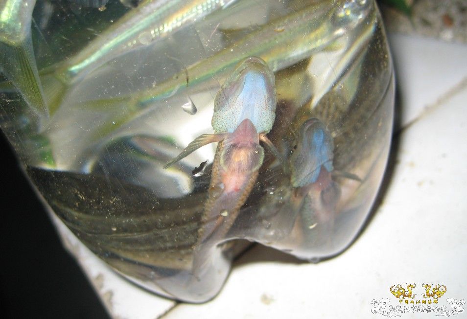 记2009年6月13日广西某山区鱼类考察