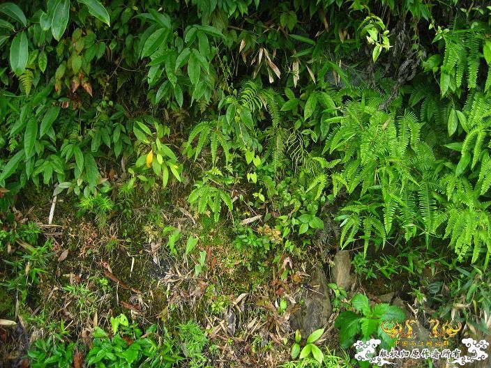 源淓峡谷探寻----------媚水